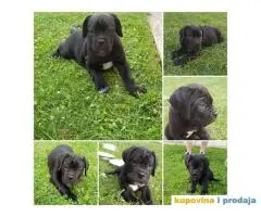 CANE CORSO stenci izluzetne krvne linije