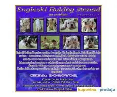 Engleski Buldog štenad na prodaju