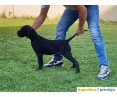 CANE CORSO Akcija zbog hitne prodaje