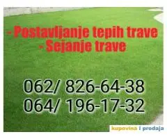 Sejanje trave - Postavljanje tepih trave