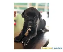 CANE CORSO - kvalitetni prelepi stenci