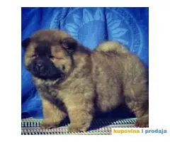 CHOW CHOW - tri prelepa muska steneta