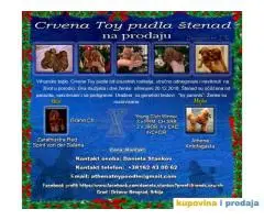 Crvena Toy pudla štenad