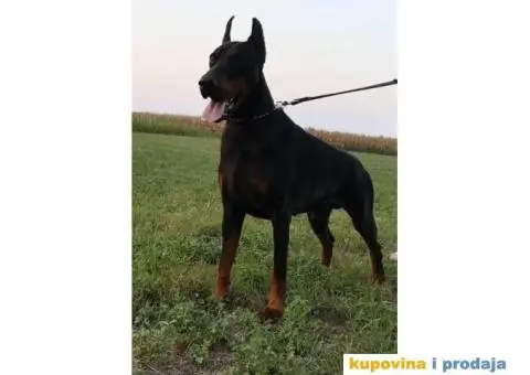 Stenci DOBERMANA vrhunskog porekla - 8/10