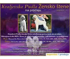 Kraljevska Pudla Žensko štene na prodaju