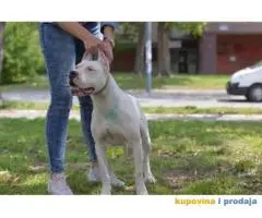 Vrhunska zenka DOGO ARGENTINO