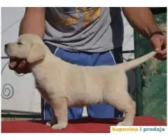 LABRADOR RETRIVER stenci vrhunskog kvaliteta