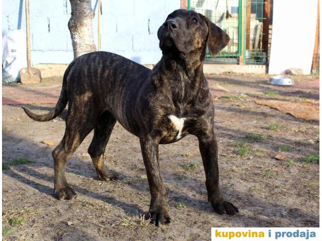 Presa Canario Kanarski Pas Prodaja Pasa Nova Pazova Kupujem Prodajem