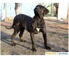 PRESA CANARIO - prvobirana zenkica