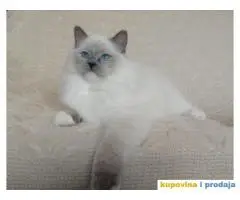 Ragdoll mačići