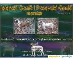 Istarski Gonič i Posavski Gonič