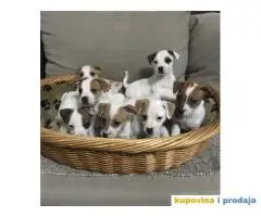 juck russell terrier