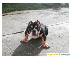 AMERICAN BULLY atraktivna stenad