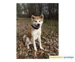 AKITA INU prelepi muzjak za parenje