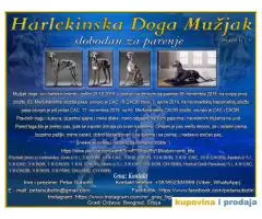 Harlekinska Doga