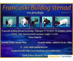 Francuski buldog