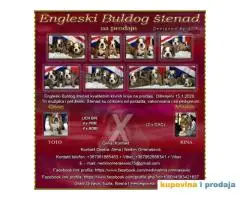 Engleski Buldog