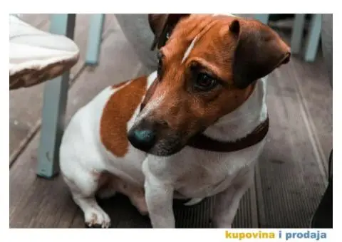 Jack Russell (Dzek rasel) štenci - 4/10