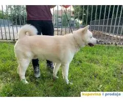 Akita Inu beli muzjak sa dobrim papirima trazi zenku