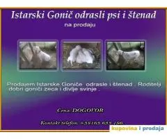 Istarski Gonič