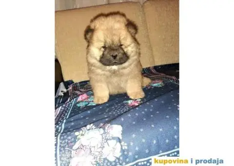 Chow Chow štenci - 2/4