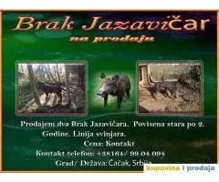 Brak Jazavičar