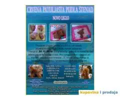 Crvena Patuljasta Pudla