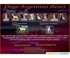 Dogo Argentino