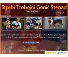 Srpski Trobojni Gonič