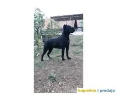 Cane Corso stenci