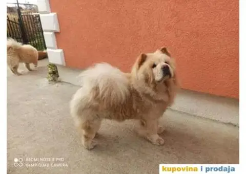 Chow chow mužjak za parenje - 3/5