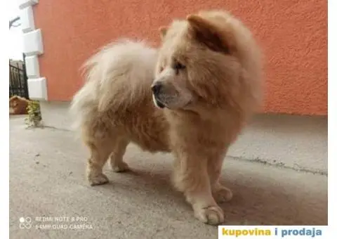 Chow chow mužjak za parenje - 4/5