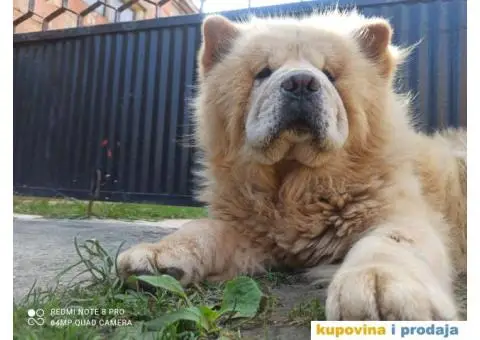 Chow chow mužjak za parenje - 5/5