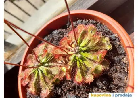 Drosera spatilata, seme - 1/4