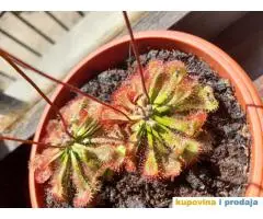 Drosera spatilata, seme - 1