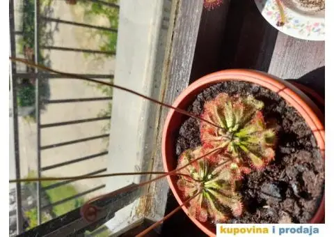 Drosera spatilata, seme - 3/4