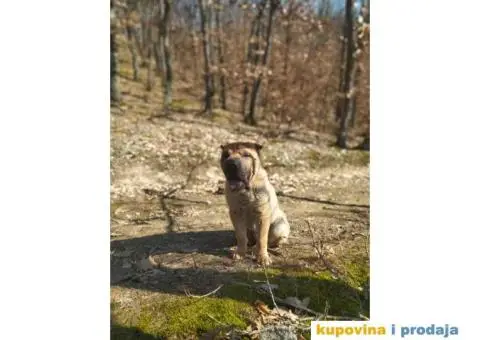 Mladi muzjak Shar-pei spreman za parenje - 2/4