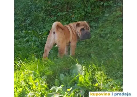 Mladi muzjak Shar-pei spreman za parenje - 4/4