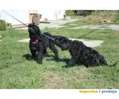 Black Russian Terrier PUPPY  –  Crni Ruski Terijer ŠTENCI