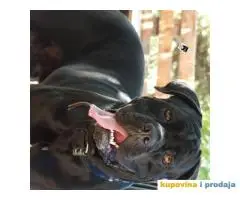 Cane Corso Stenci