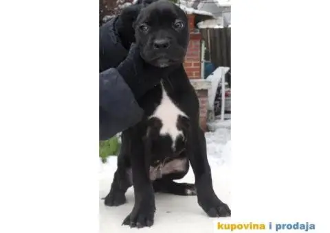 Cane Corso Stenci - 2/12