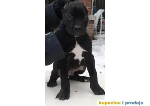 Cane Corso Stenci - 3/12