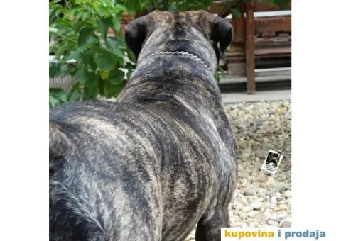 Cane Corso Stenci - 5/12