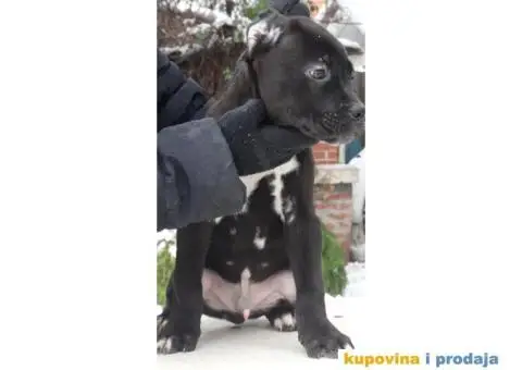 Cane Corso Stenci - 6/12