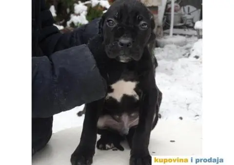 Cane Corso Stenci - 7/12