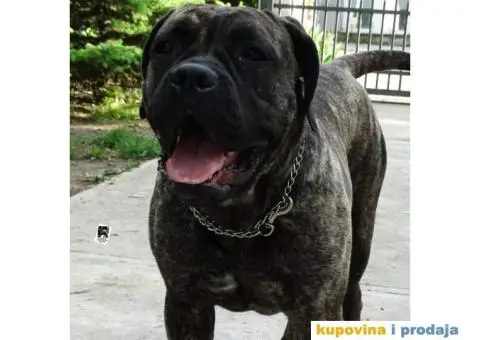 Cane Corso Stenci - 8/12