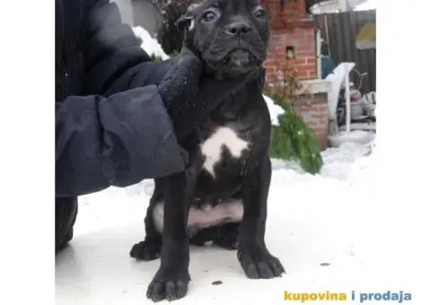 Cane Corso Stenci - 10/12