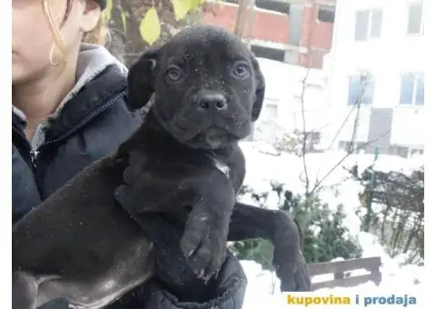 Cane Corso Stenci - 11/12