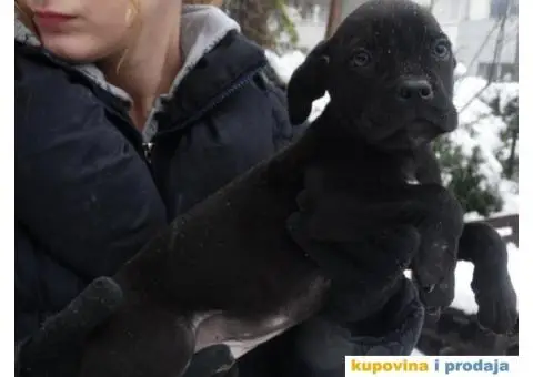 Cane Corso Stenci - 12/12