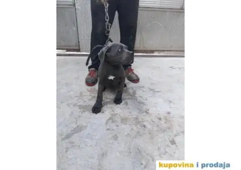 Prodaja Cane Corso pasa - 1/15